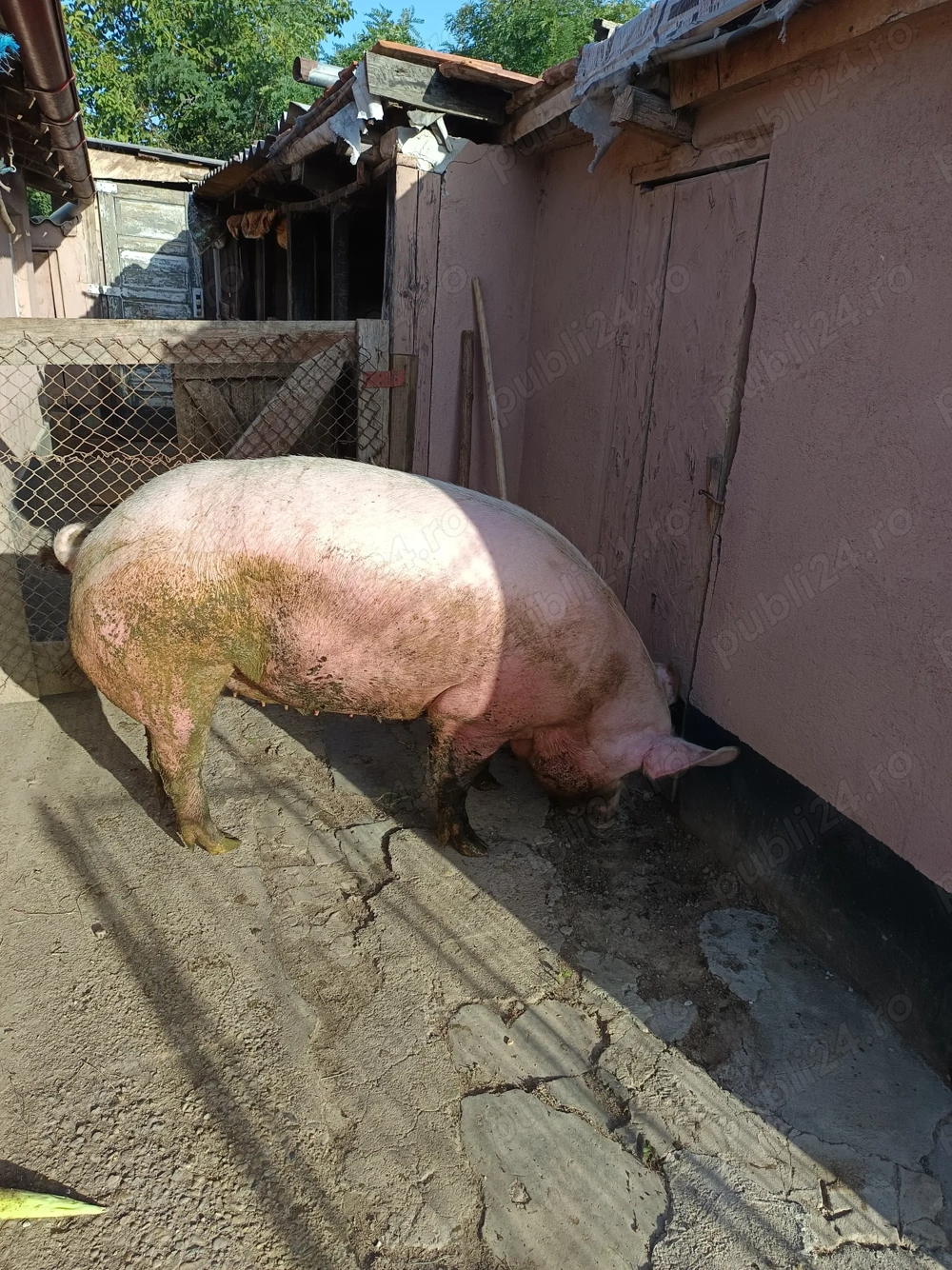 Vand porci 230-240 kg