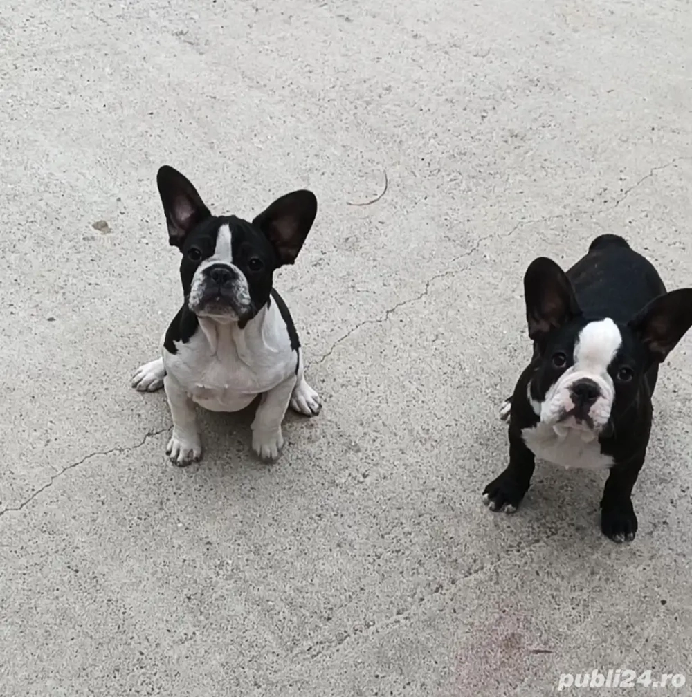 Bulldog francez 3 luni Bulldog francez 3 luni