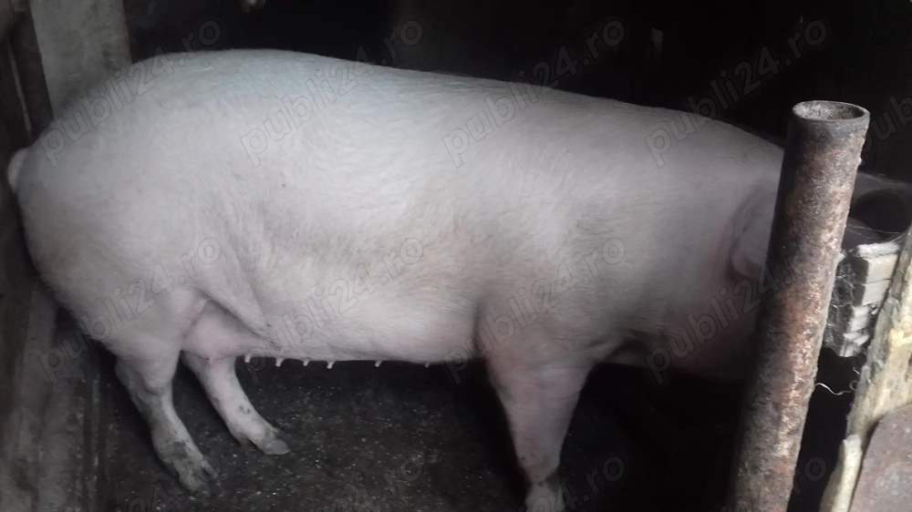 2 purcele de vinzare