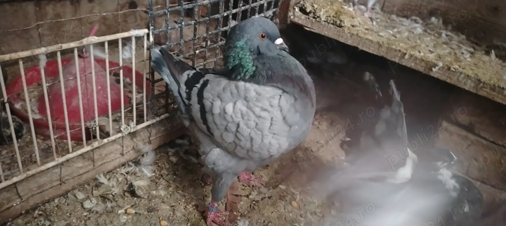 Porumbel mascul King 2024