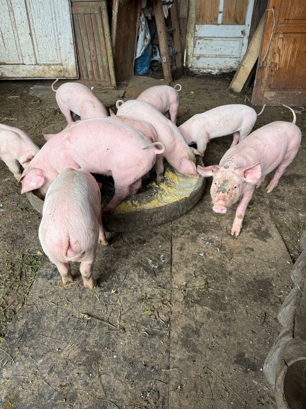 Vind purcei 6 saptamini