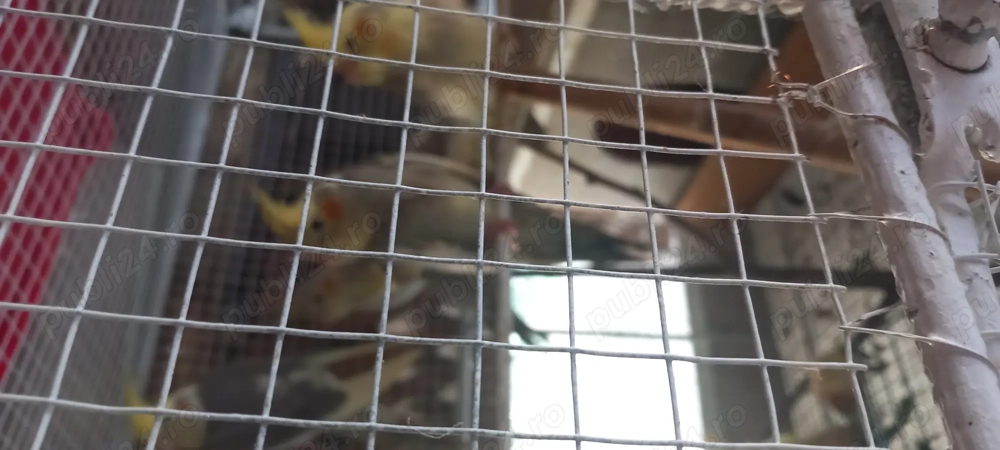 Ninfe 8 buc Ninfe 8 buc