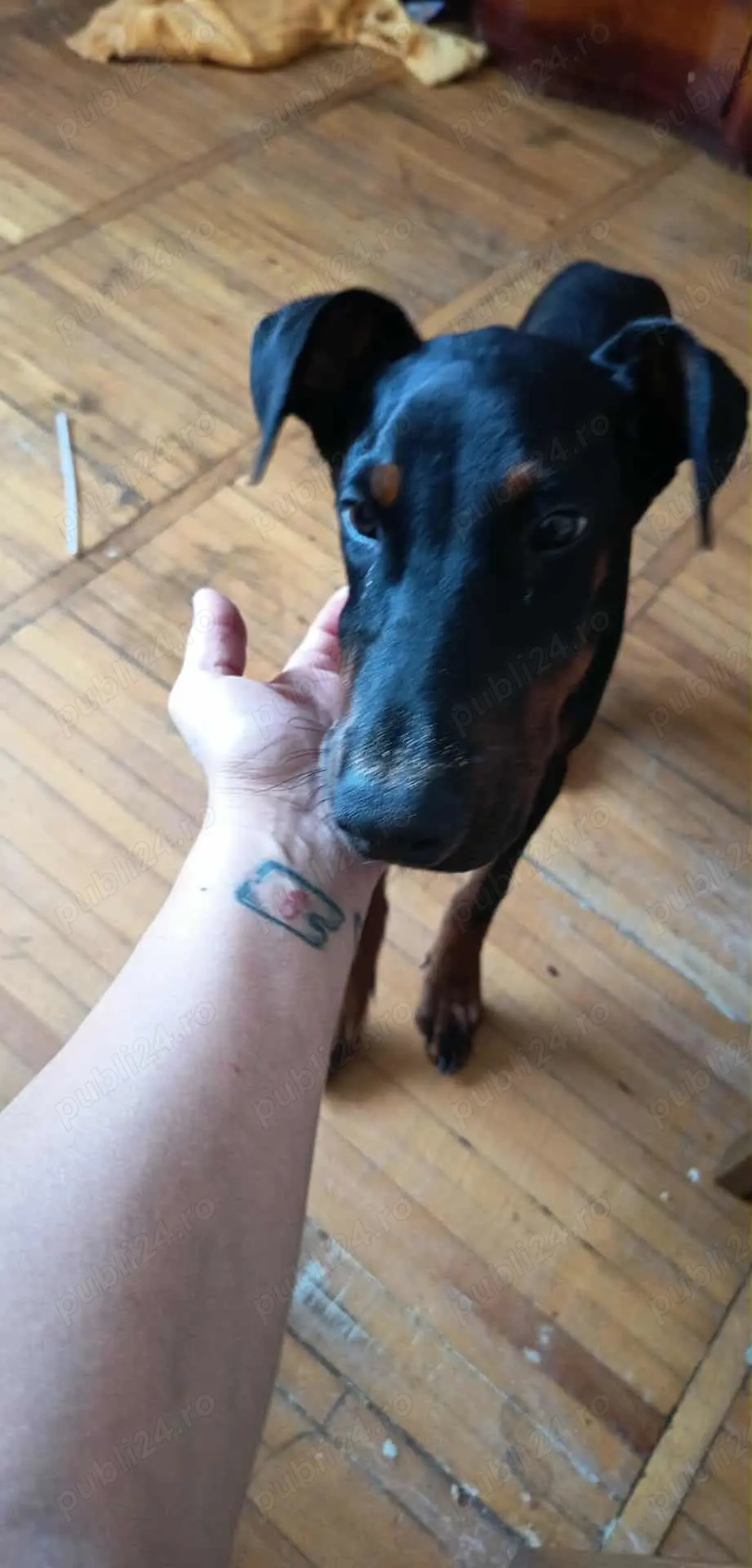 Vând pui doberman Vând pui doberman