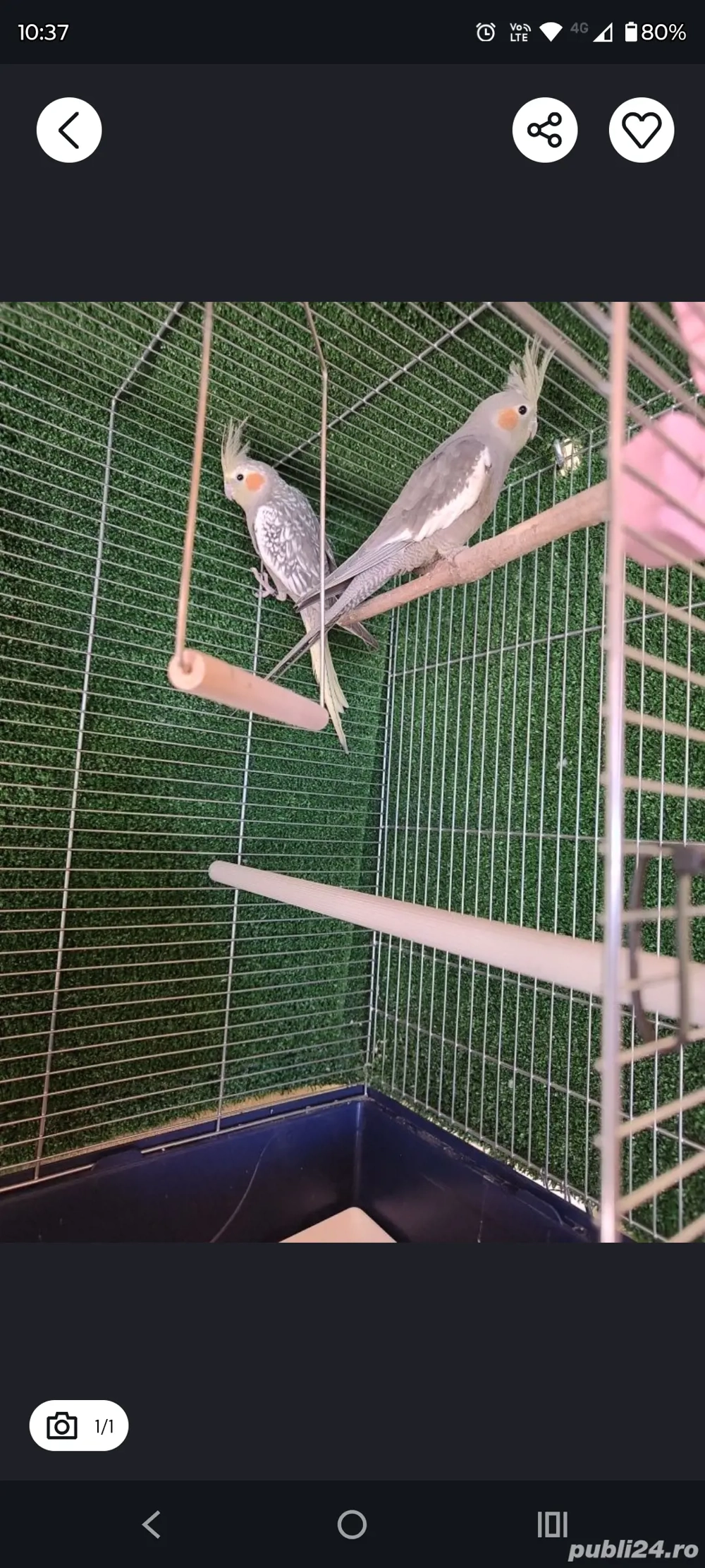 Papagalii Nimfe  Papagalii Nimfe