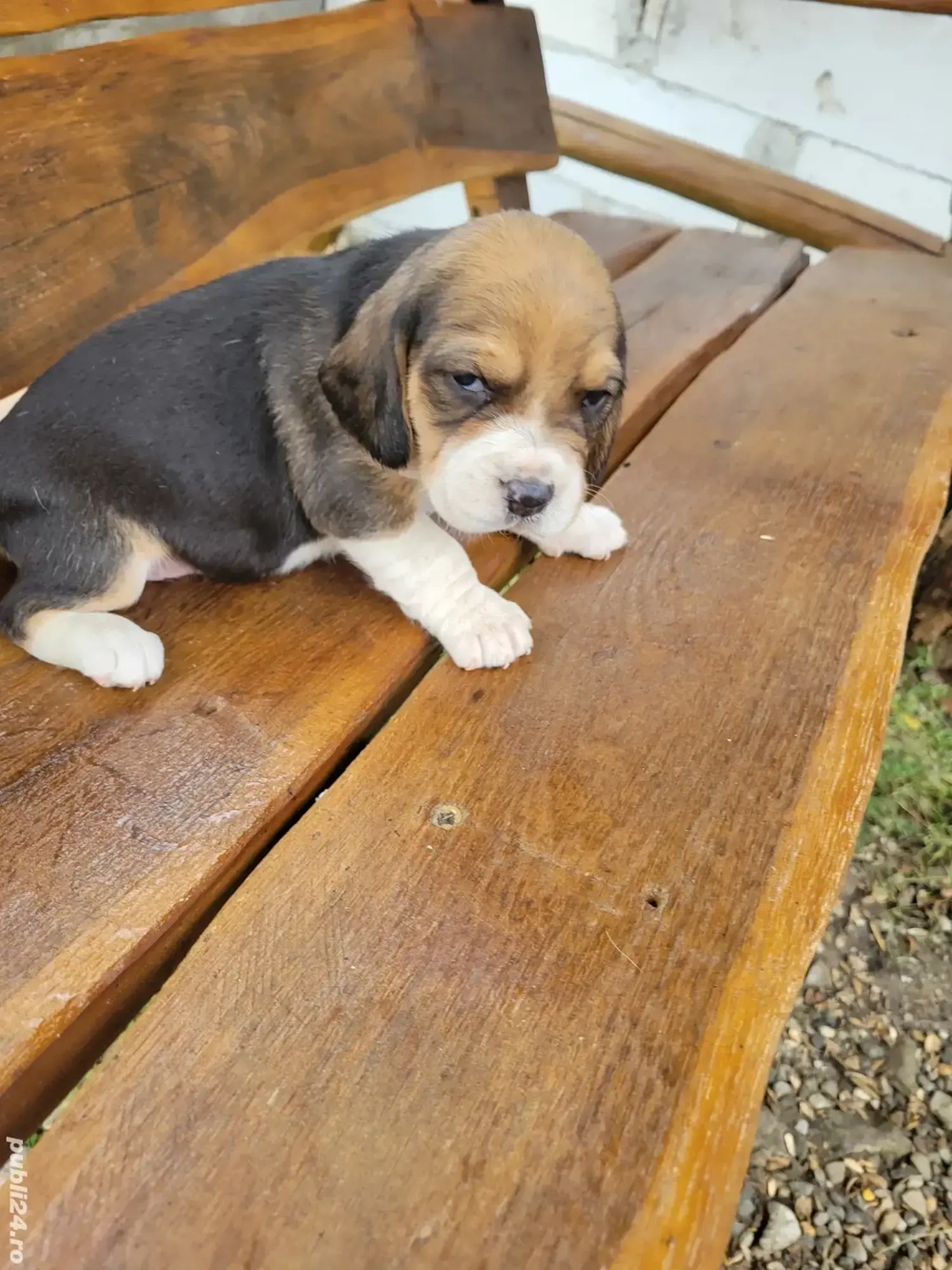 catelusi beagle  catelusi beagle