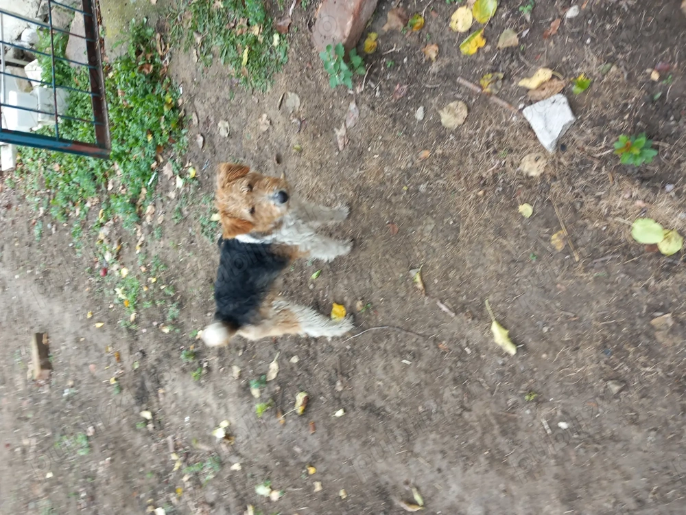 Vând căței de foxterier cu par  sârmos  Vând căței de foxterier cu par  sârmos