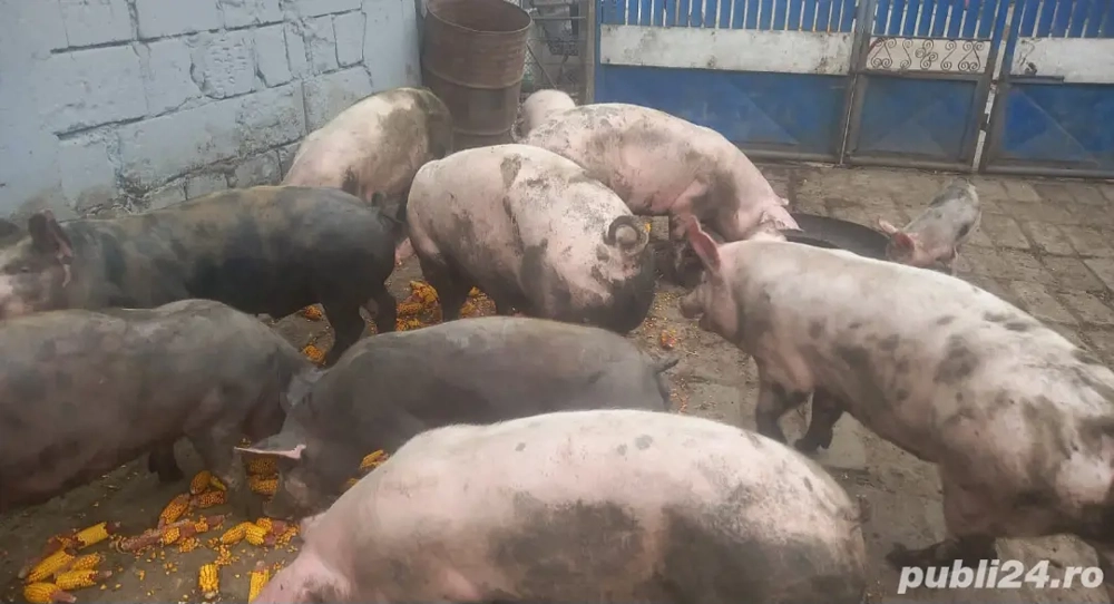 Porci de vânzarea  Porci de vânzarea