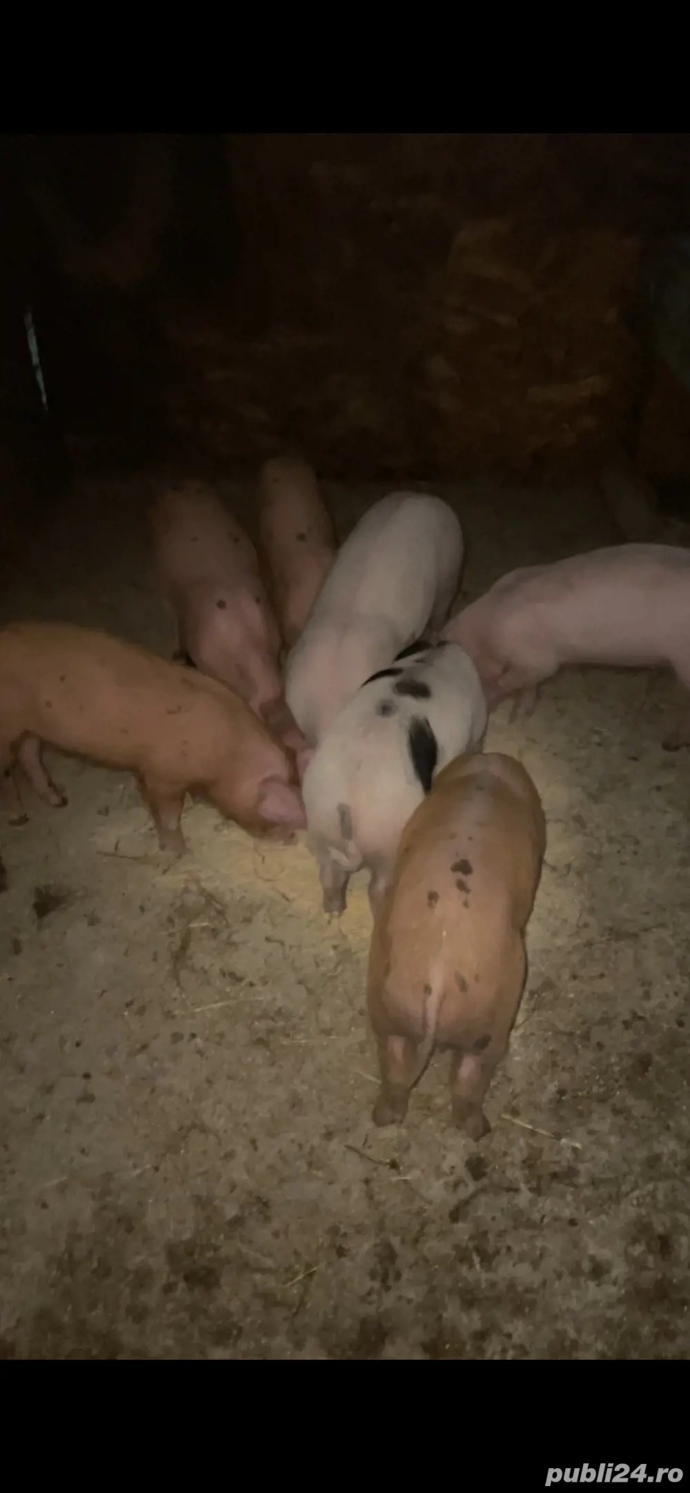 purcei de 10 saptamani purcei de 10 saptamani