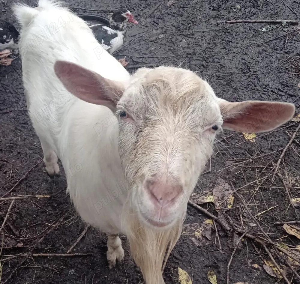 Țap alb de vânzare 