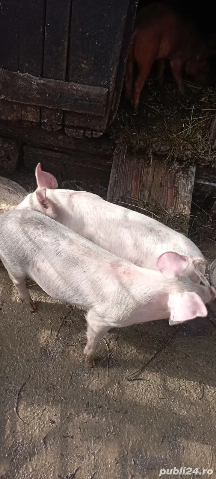 Vand  purcei Vand  purcei