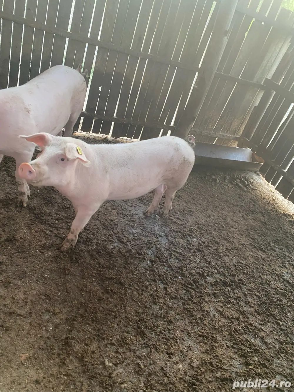 vand o grasuna numai buna de monta