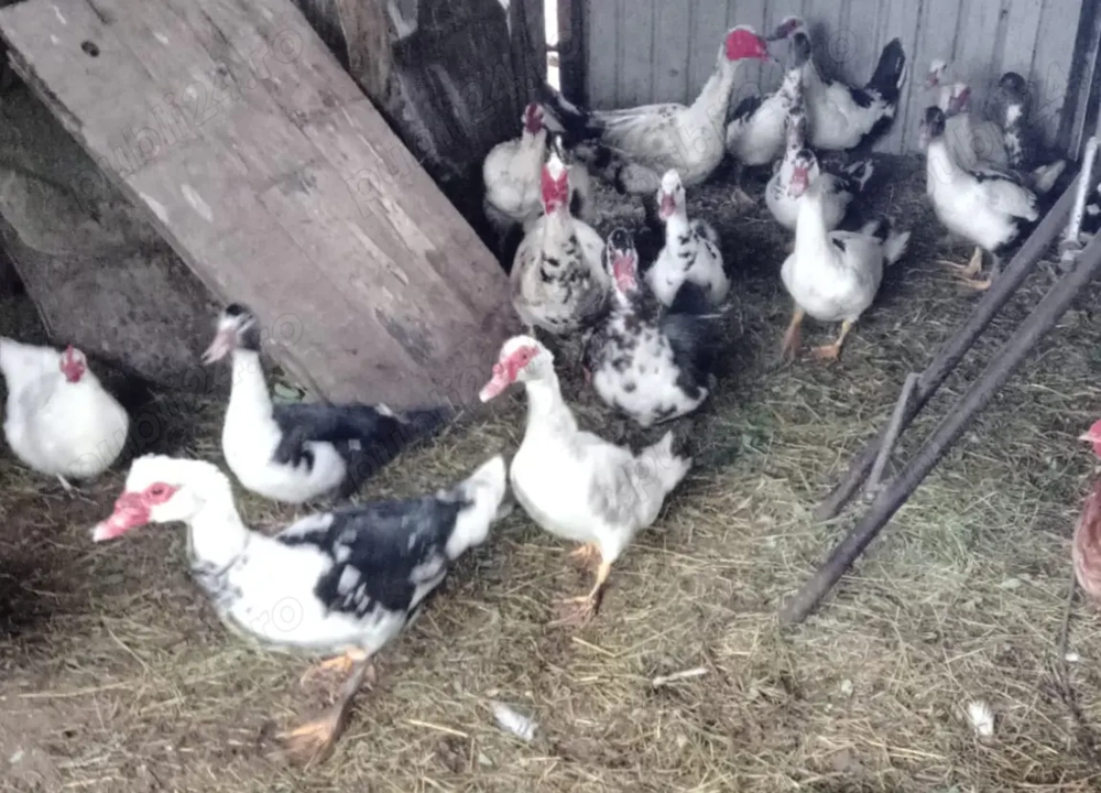 Vand rațe mute de 1 an