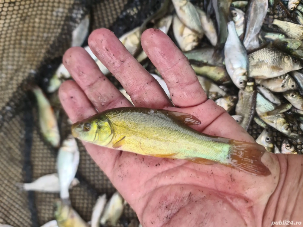 puiet peste Lin si amur negru scoicar