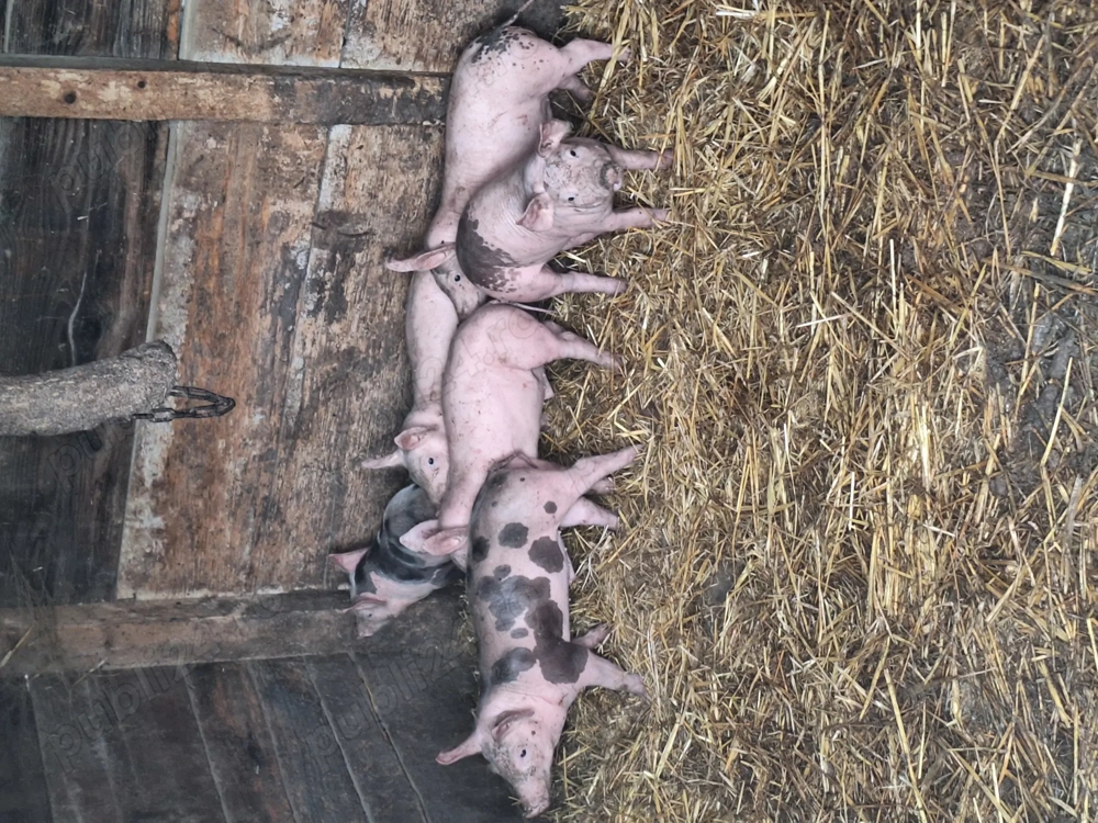 Purcei ași cauta alta casa