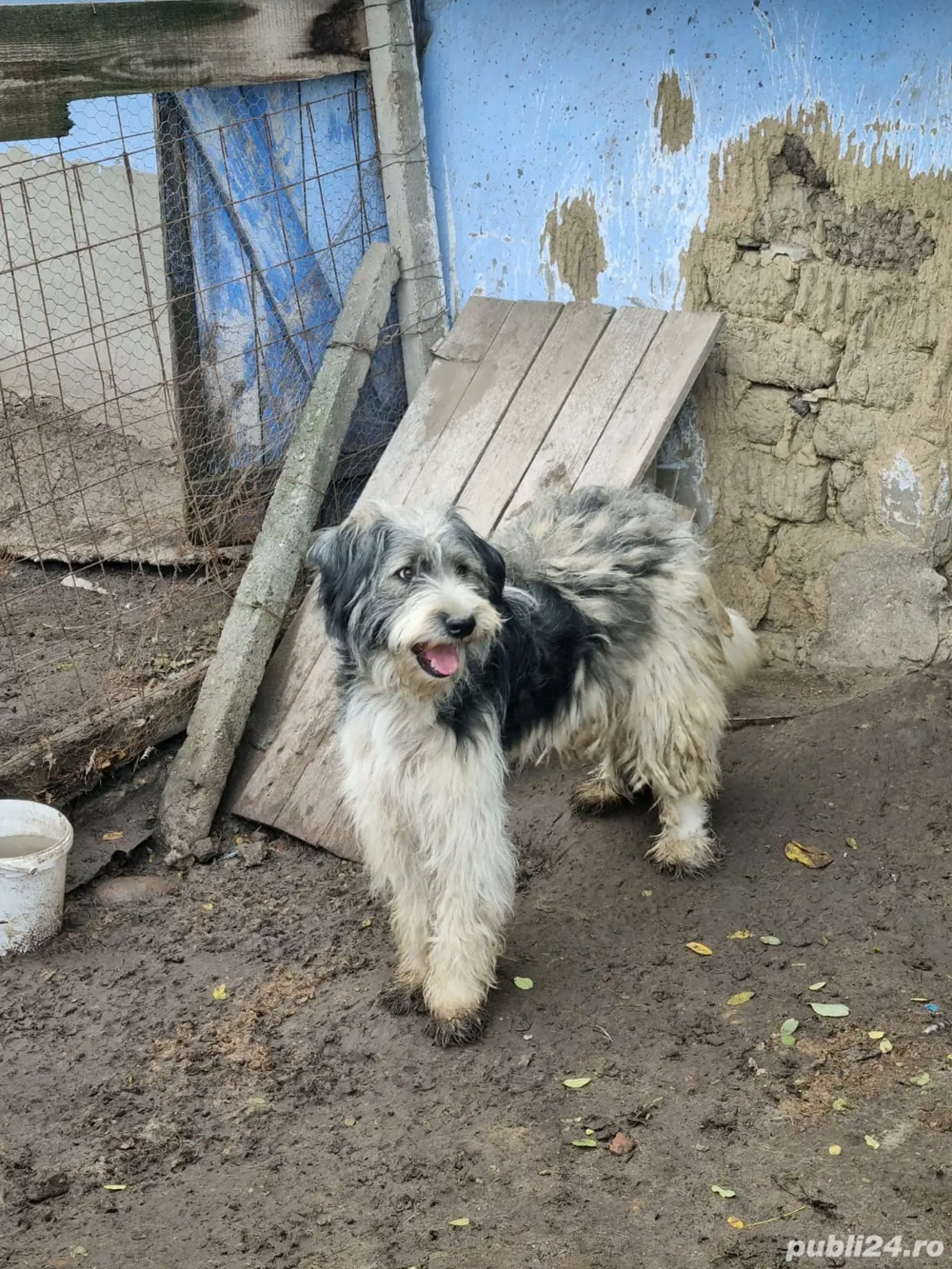 Donez 4 căței Donez 4 căței