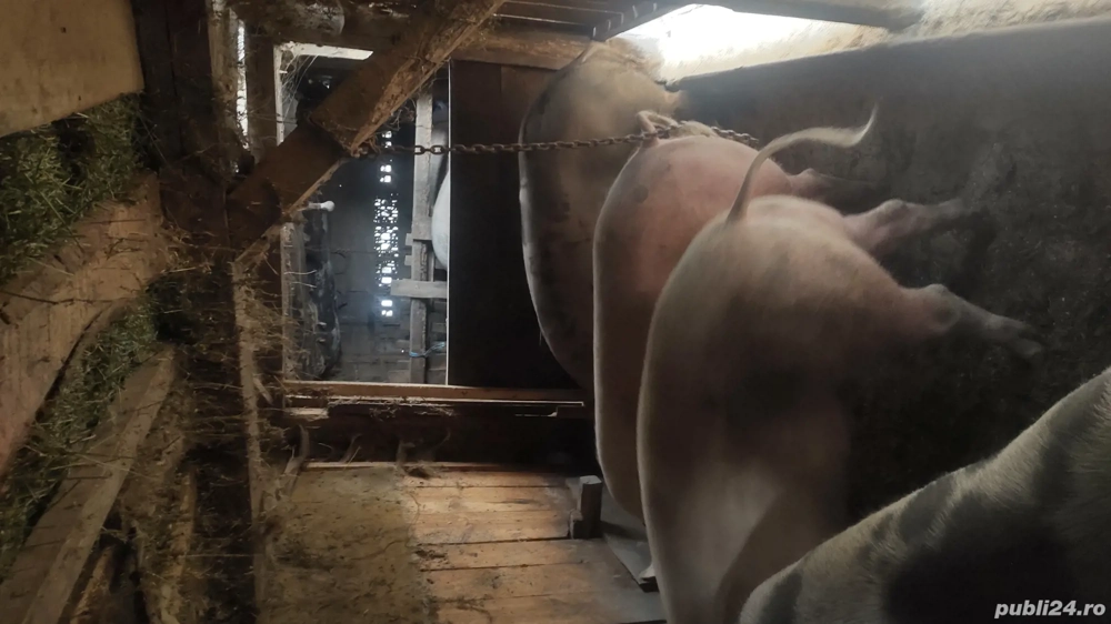 cauta alt stapan cauta alt stapan