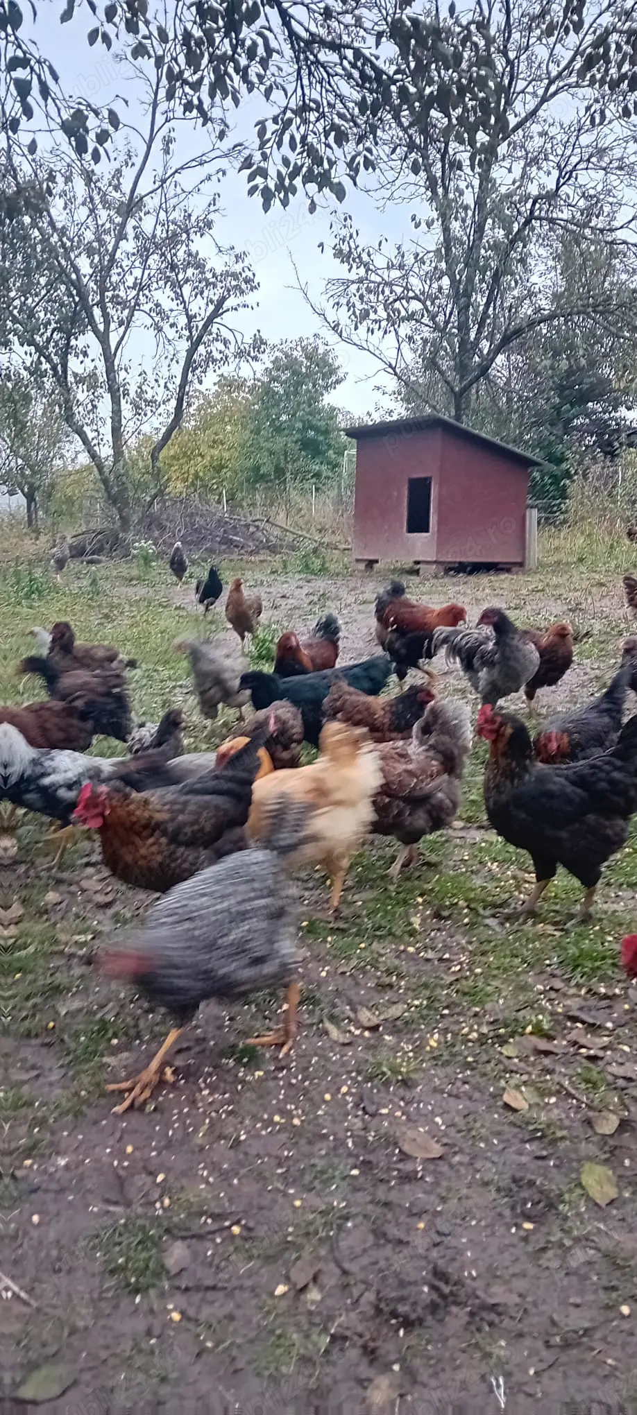 Disponibil pui si găini Wyandotte, Australorp, Italiene. Disponibil pui si găini Wyandotte, Australorp, Italiene.