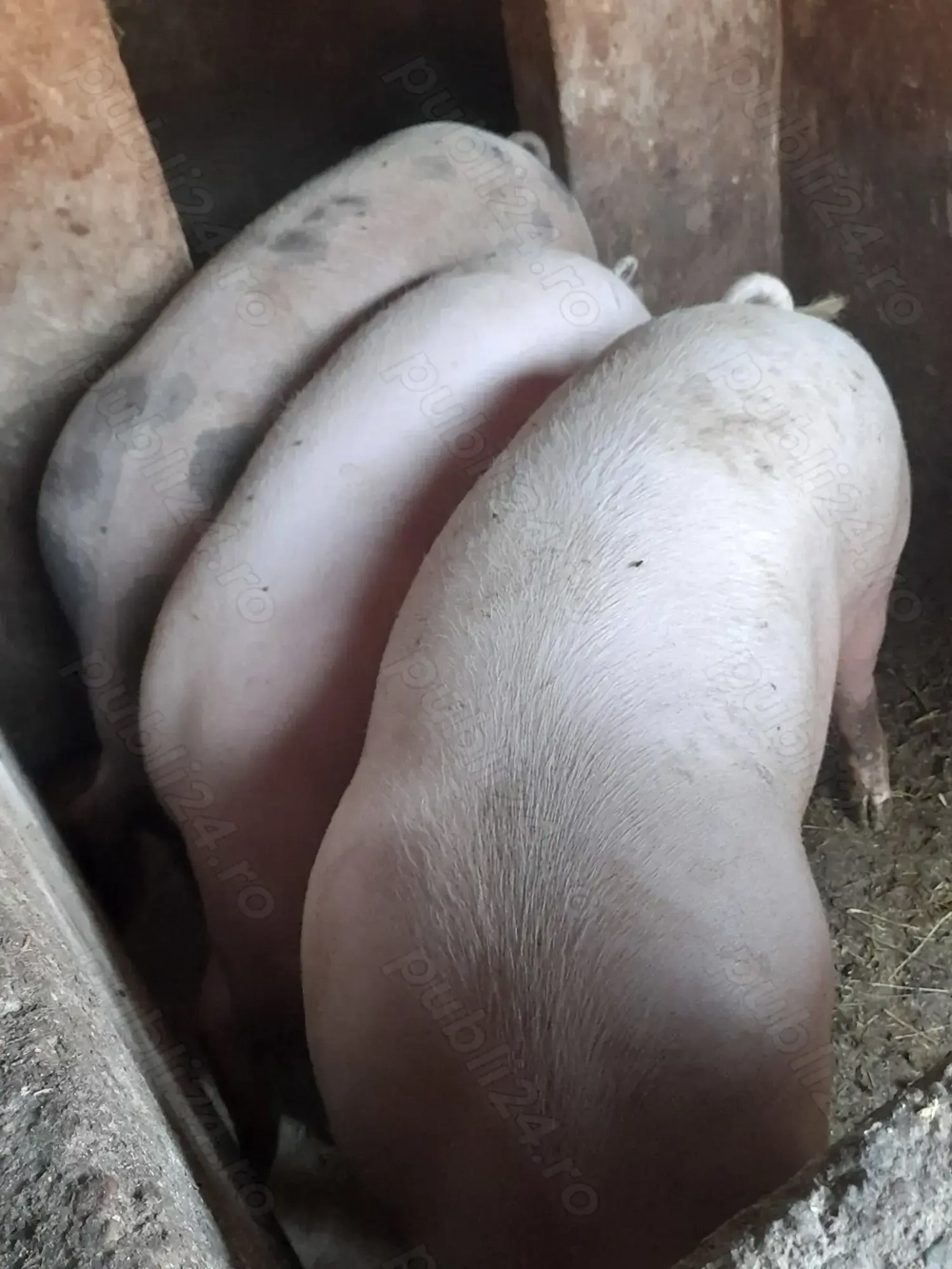 Porci de vânzare  Porci de vânzare