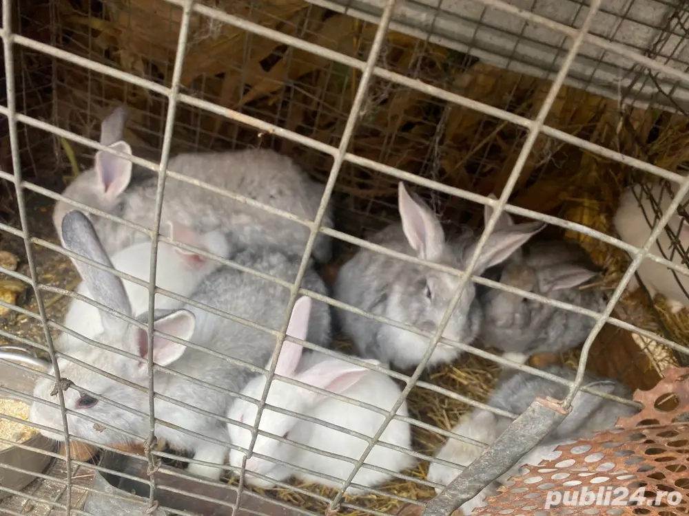 Vand iepuri Vand iepuri