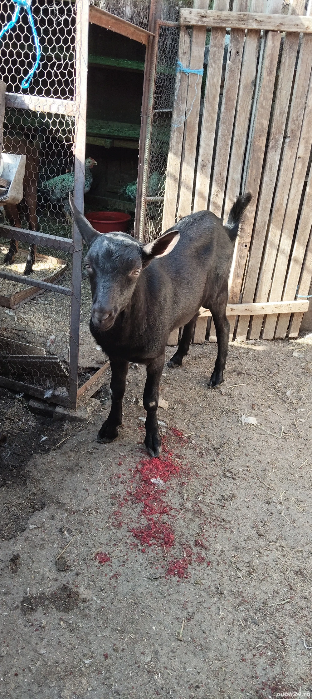 Vand țap pentru montă 