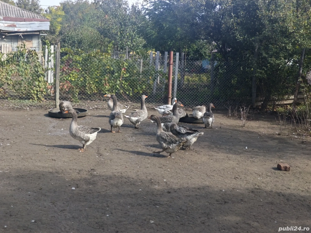 Gâste de vânzare  Gâste de vânzare