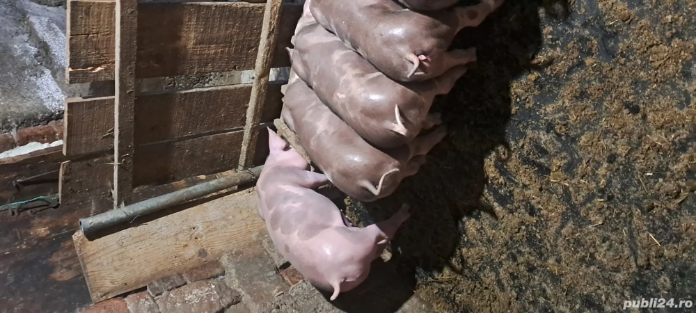 De vanzare! Rasa pietrain!