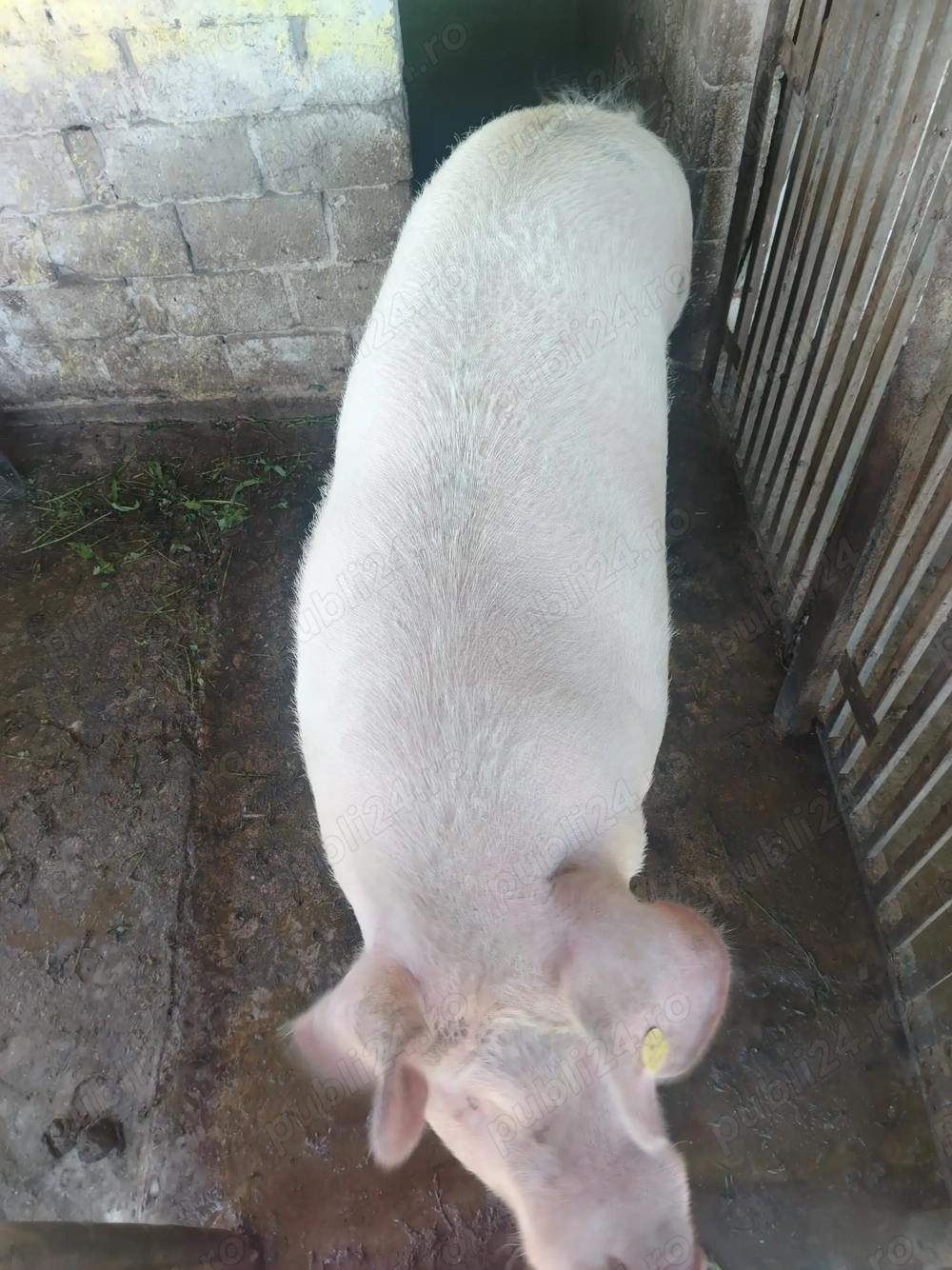 Vând porc, localitatea Dârmanesti, jud Argeș 