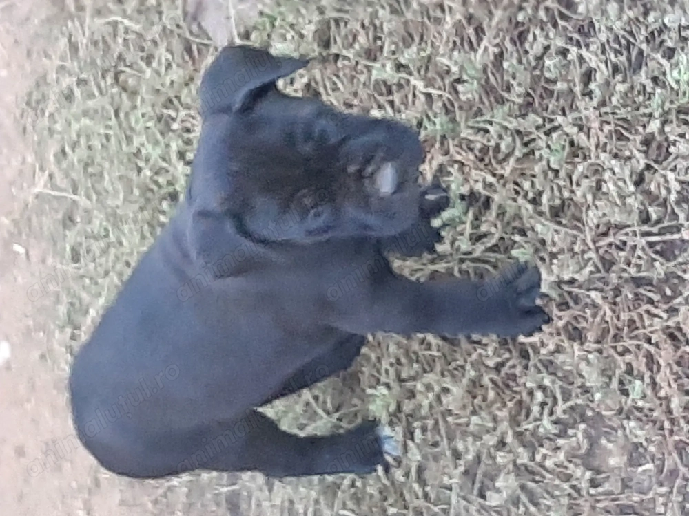 Femela cane corso cu pedigree