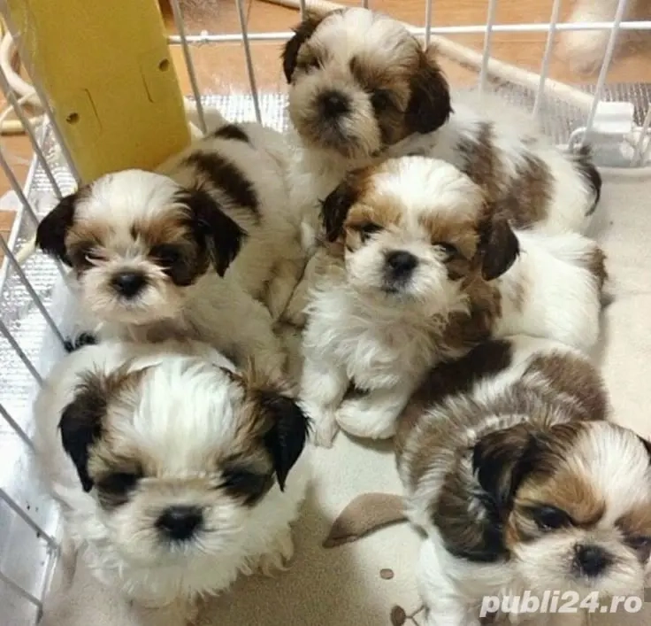 Puiuti Shih tzu superbi