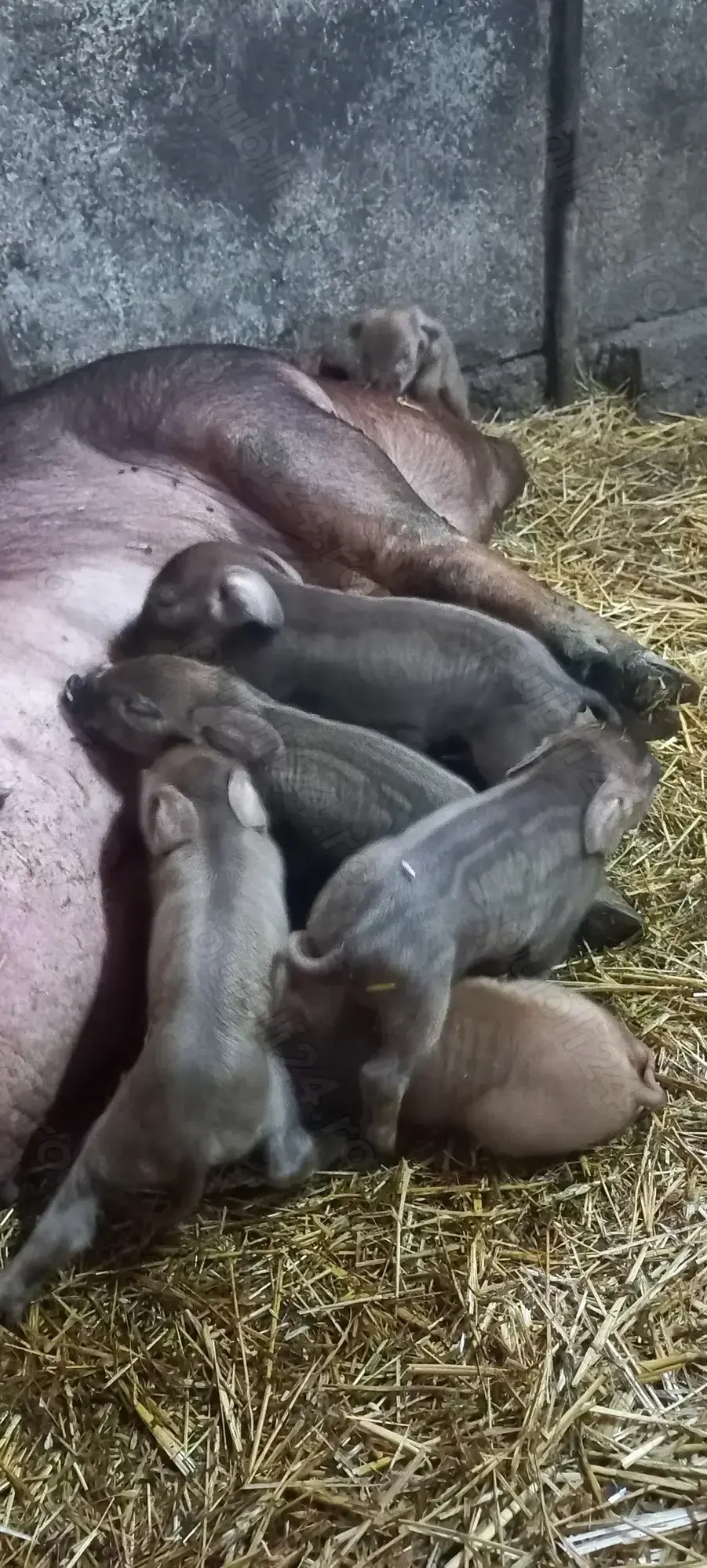 Purcei Duroc rasă pură Turnu Magurele Disponibili dupa 20.11.2025