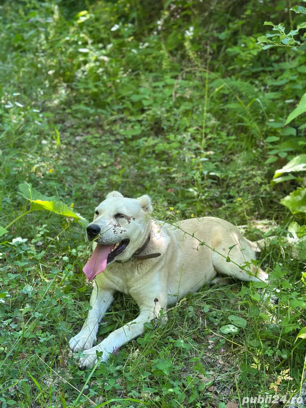 Cătea de paza , oi, vanatoare ..  Cătea de paza , oi, vanatoare ..