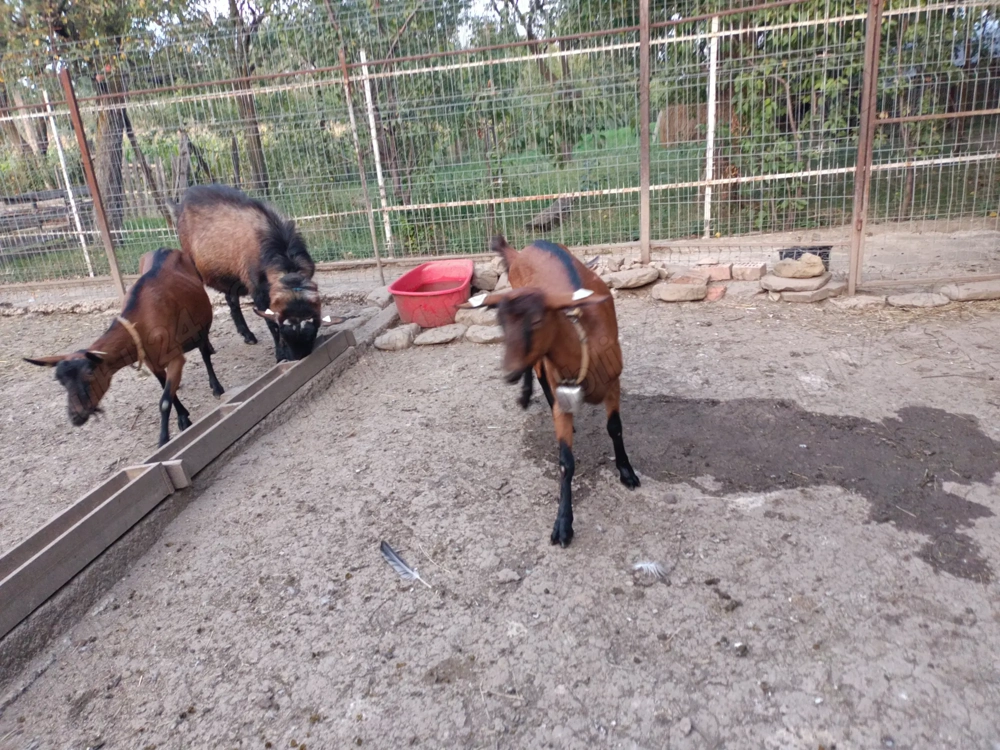 Capre alpina franceza 