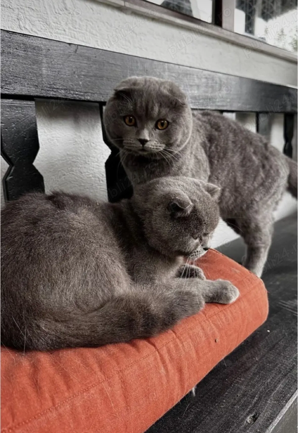 Vând pisică gestantă și motan scottish fold  british  