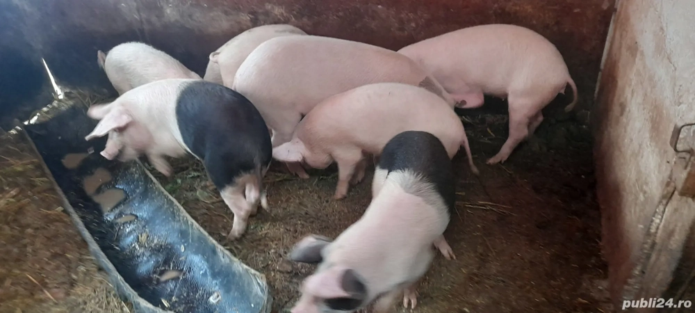 grăsuni de vânzare 