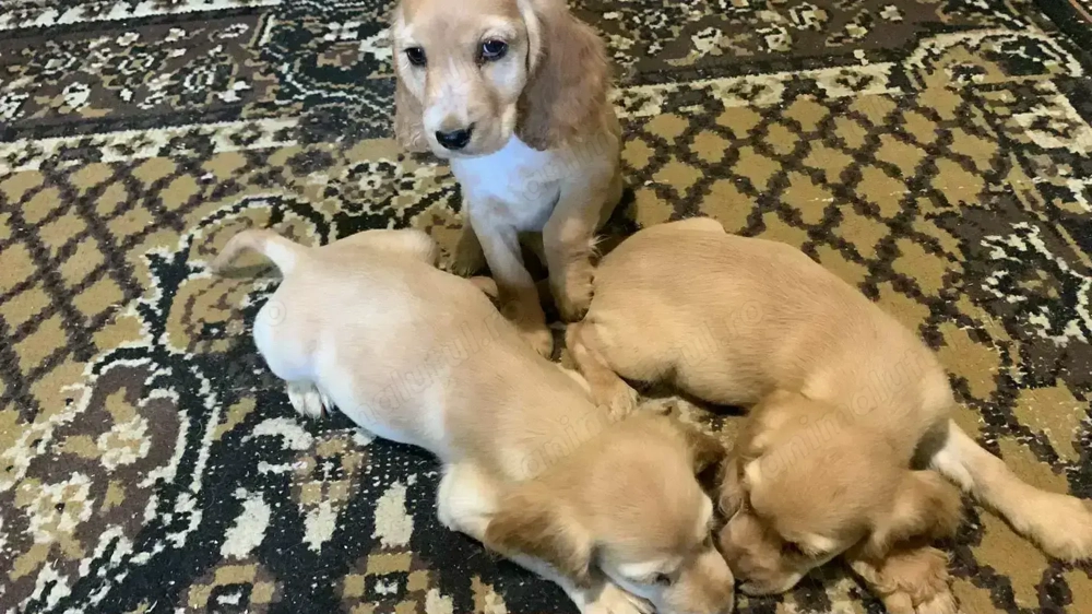 7 puiuți Cocker Spaniel în căutare de o nouă familie  7 puiuți Cocker Spaniel în căutare de o nouă familie