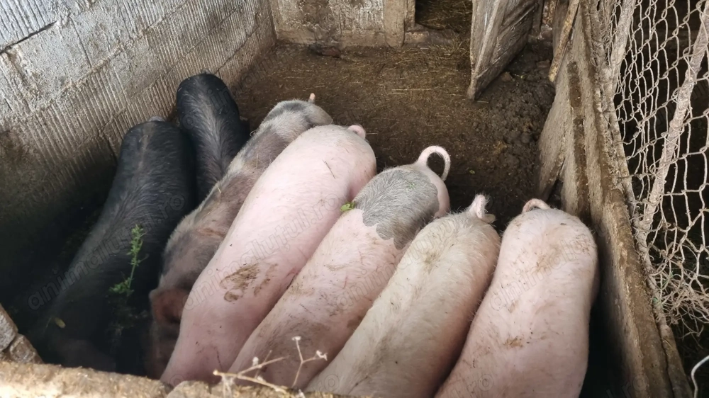 Vând porci și purcei 
