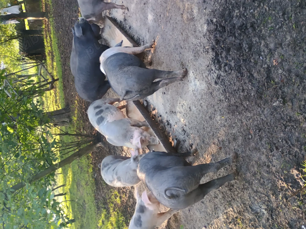 Se  apropie Craciun pentru cei interesați pentru porci de   sacrificare cu greutate 100    -120kg