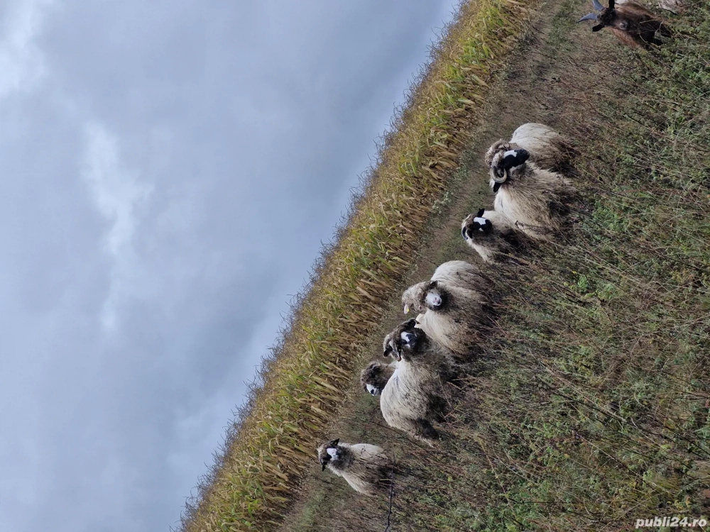 vând oi Sălaj 
