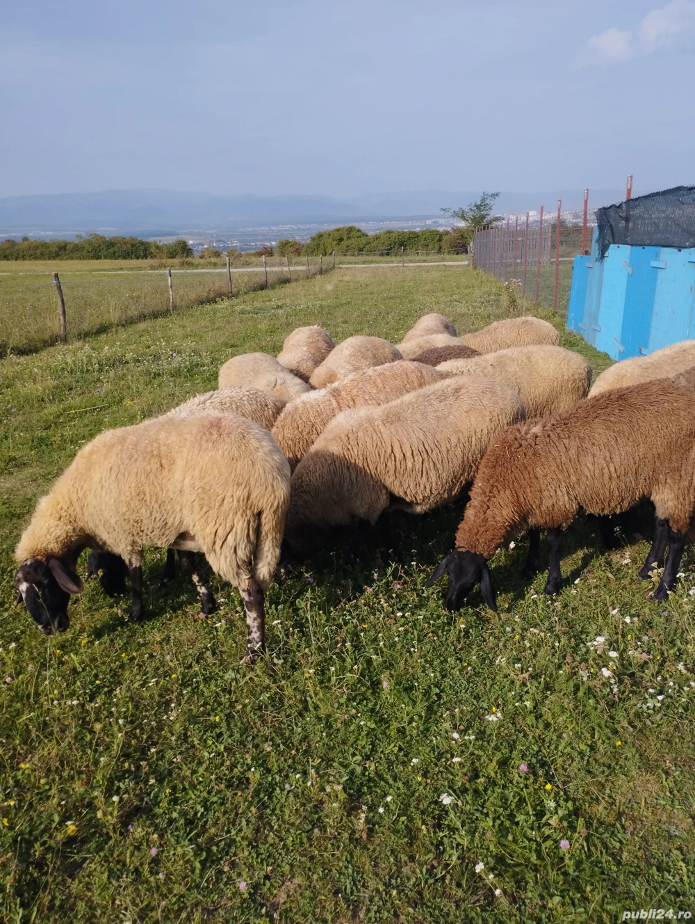 Vând oi cărăbașe  Vând oi cărăbașe