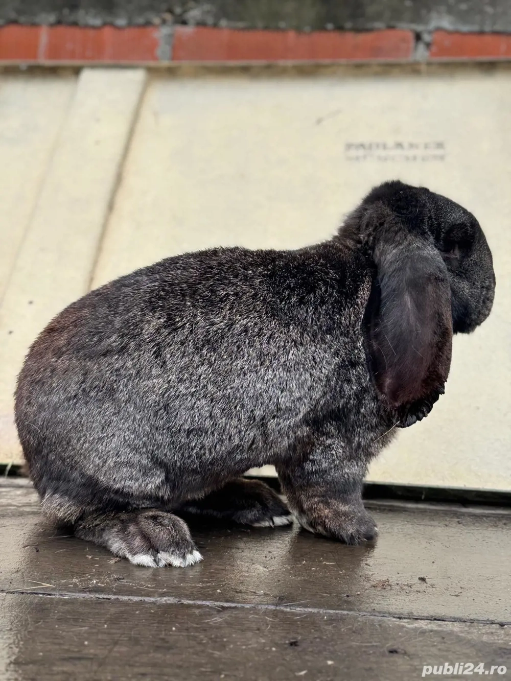 Vând sau schimb Pereche Berbec German