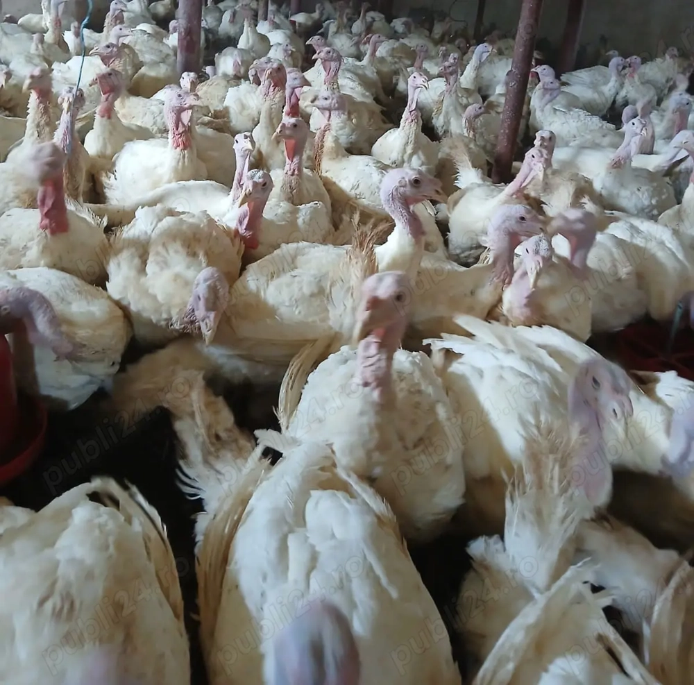 Curcani de vanzare Curcani de vanzare