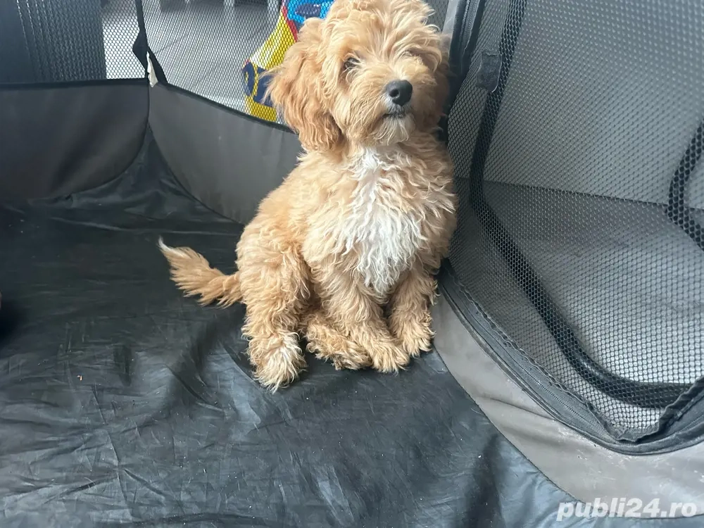 vand URGENT catel maltipo