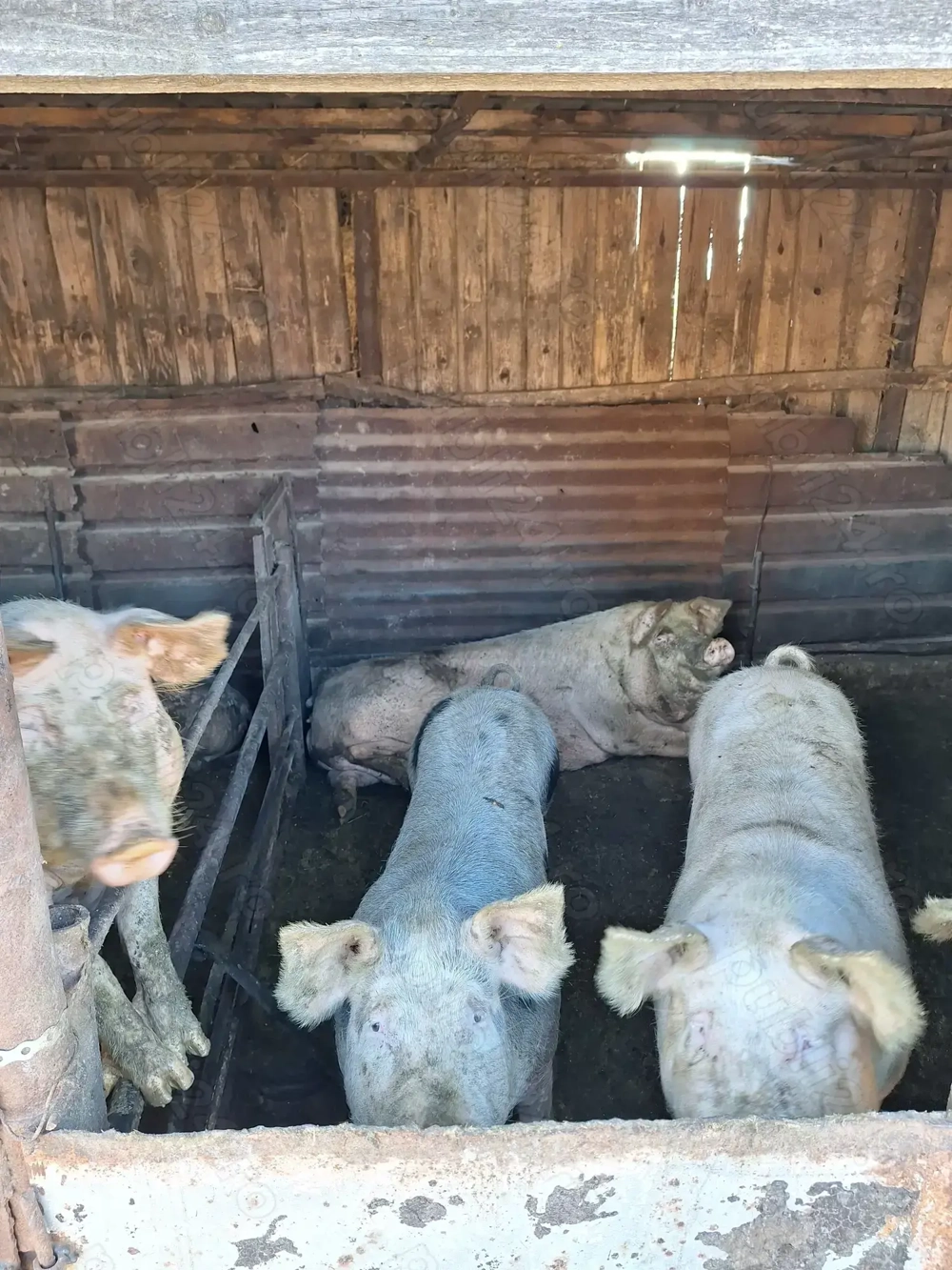 Porci de vânzare 90-130 kg Porci de vânzare 90-130 kg