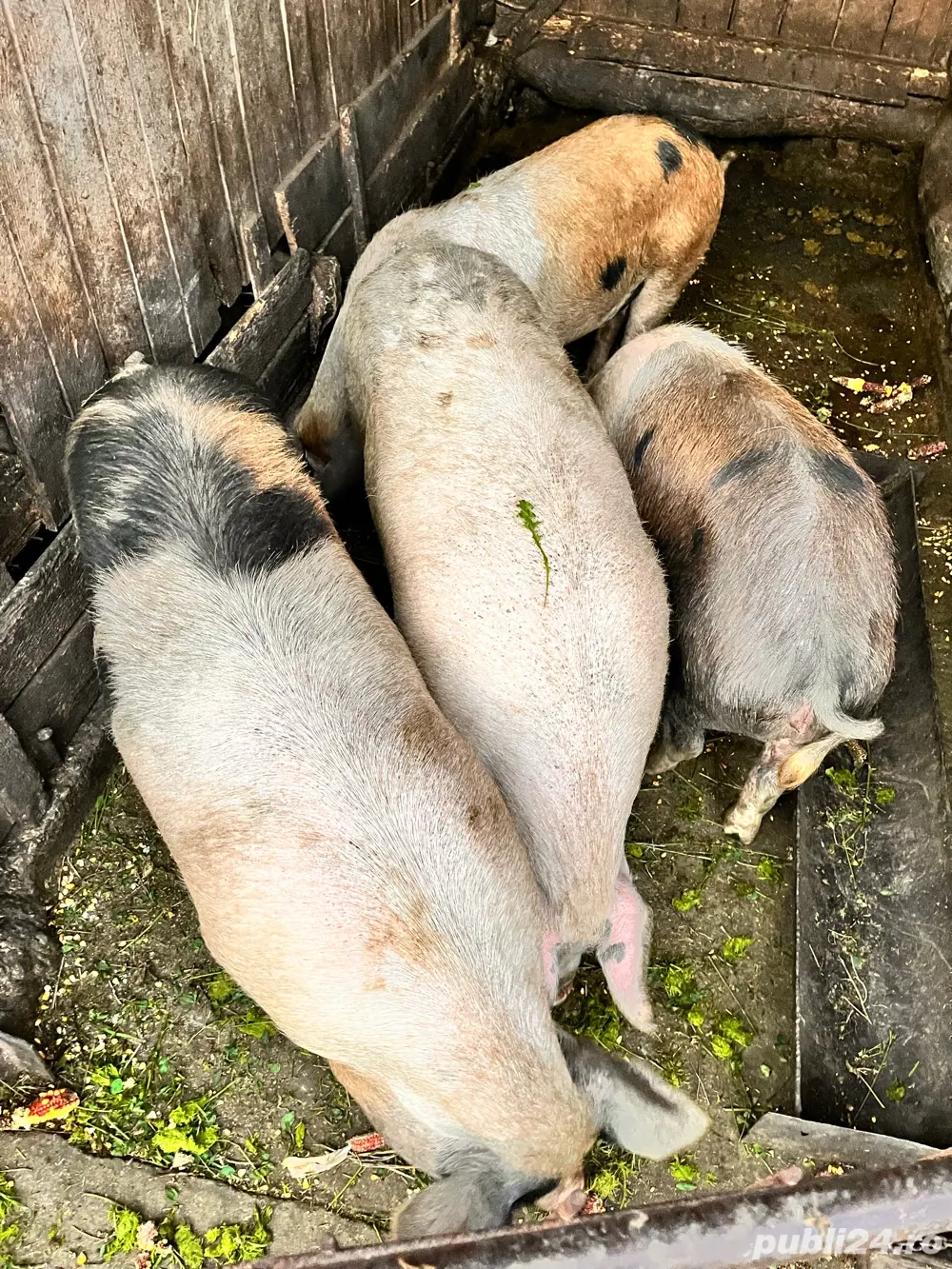 vand porci pentru sacrificat vand porci pentru sacrificat