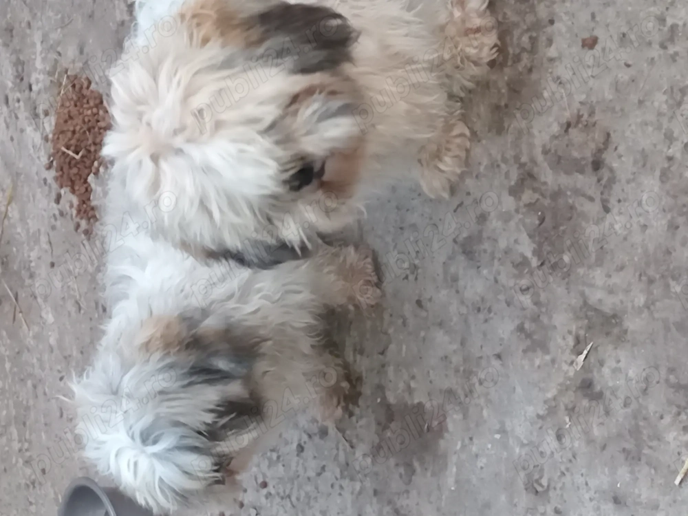 Vand o pereche de catei Thizu  Vand o pereche de catei Thizu