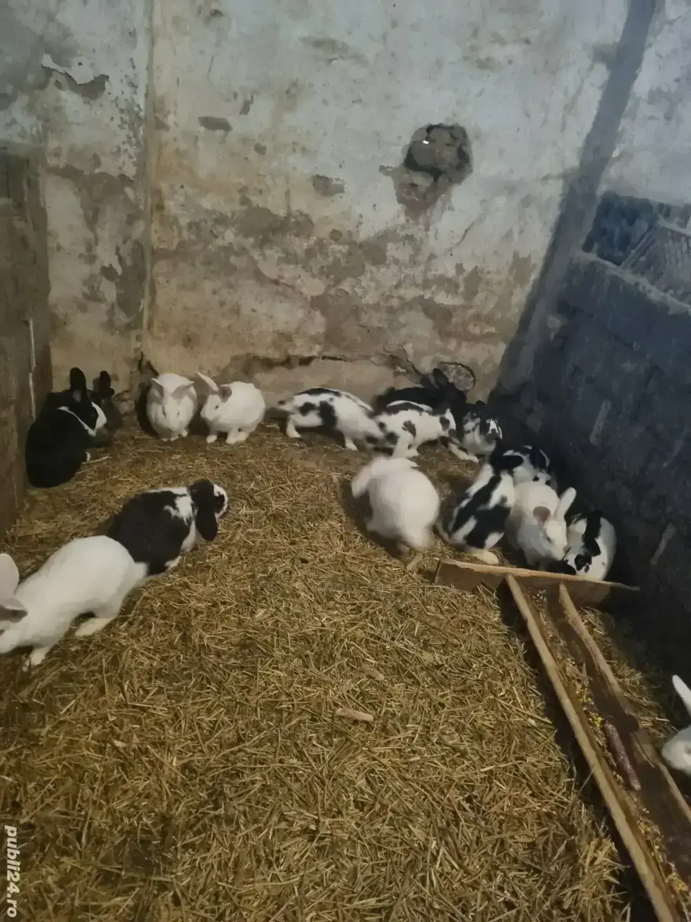 Iepuri reproductie sacrificare 