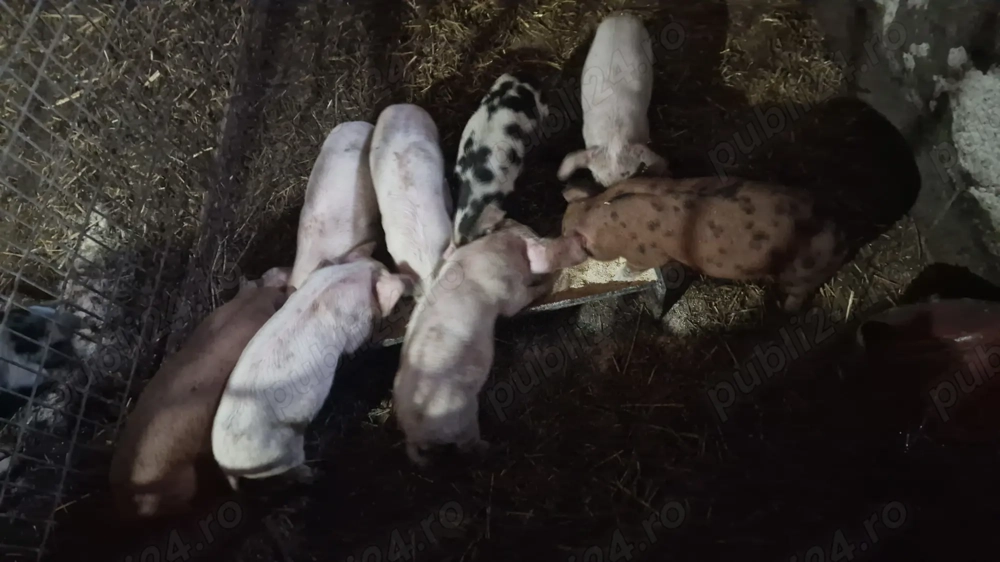 Purcei de 7 saptamani 