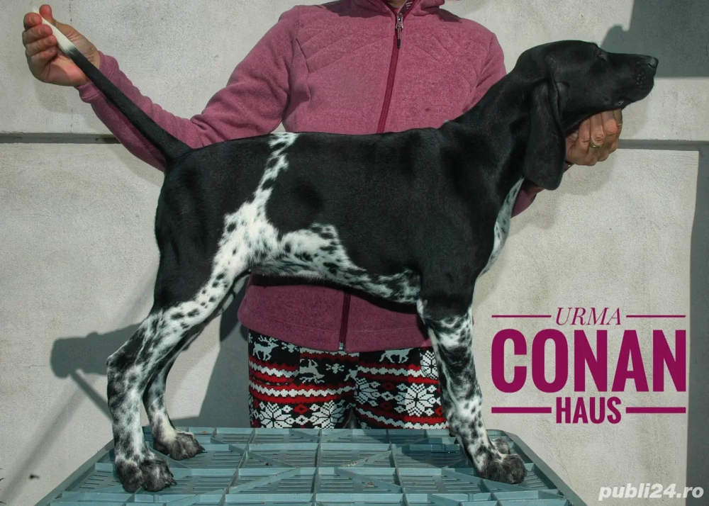 Brac german,pui de 3 luni Brac german,pui de 3 luni