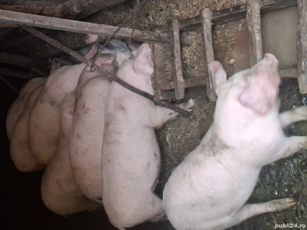 vând purcei vând purcei