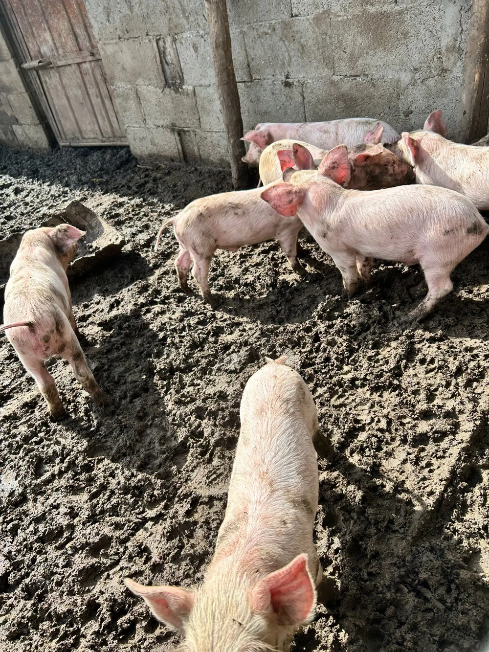 Purcei de vânzare de 6 săptămâni din rasa Landras cu Petrean